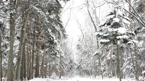 Falling snow in the winter forest with snow-covered trees. Stock Footage