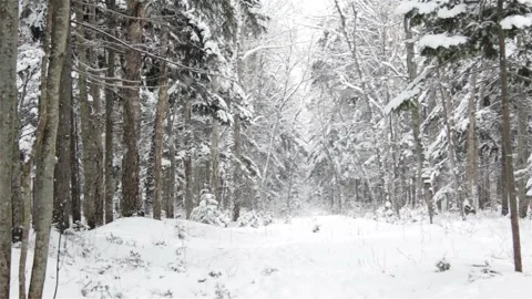 Falling snow in the winter forest with snow-covered trees. Stock Footage 101444574