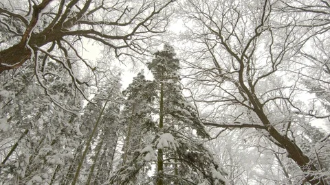 Falling snow in winter forest. Snow-covered treetops. Steadicam shot Stock-Footage 103815710