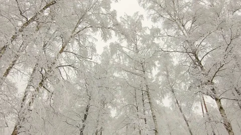 Falling snow in winter forest. Snow-covered treetops. Slow motion Stock Footage 103815712