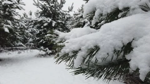 Falling snow in the winter forest. Snow-covered trees. Video stock 166398969