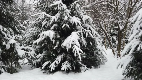 Falling snow in the winter forest. Snow-covered trees. Video stock 166400193