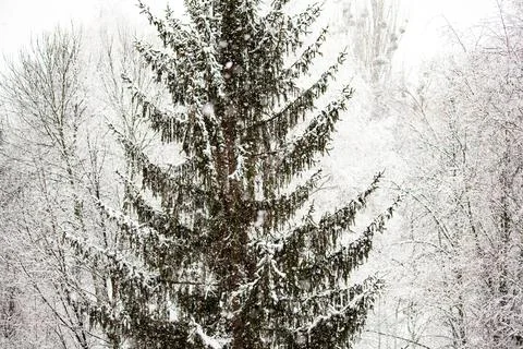 Falling snow at winter forest. Snowfall. spruce covered with snow. Snowy tree Stock Photos