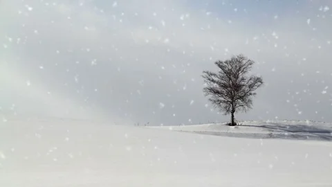 Falling snow in a winter landscape background - looping snow Video stock 69157666