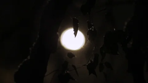 Falling snow on a winter night in the light of a street lamp Stock Footage 82674120