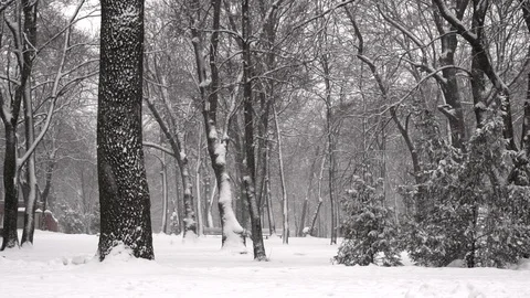Falling snow in a winter park Video stock 85798282