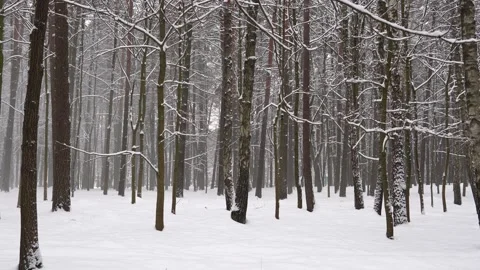 Falling snow in the winter Park Stock Footage 169316336
