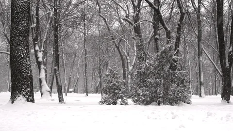 Falling snow in a winter park in slow motion Stock Footage 85816019