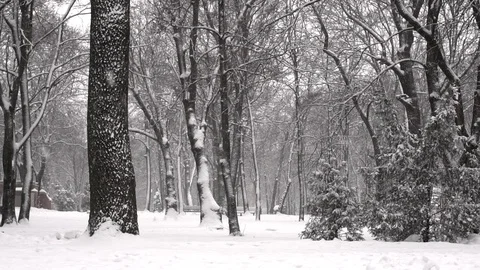 Falling snow in a winter park in slow motion Stock Footage 85902482