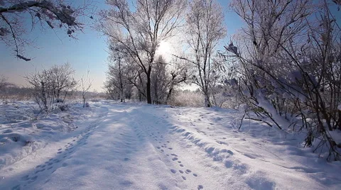Falling snow in a winter park with snow covered trees, slow motion Stock Footage 44578245