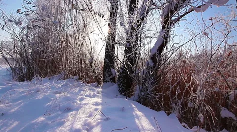 Falling snow in a winter park with snow covered trees, slow motion Stock Footage 44804812