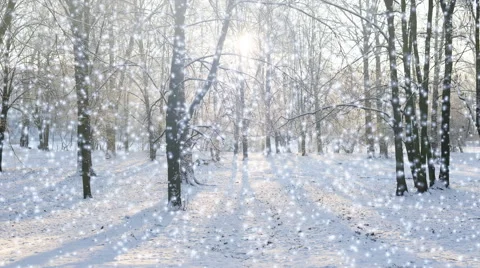 Falling snow in a winter park with snow covered trees Stock Footage 45603082