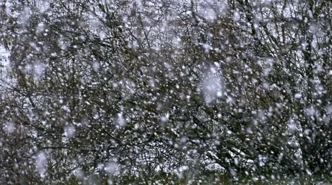 Falling snow in a winter park with snow covered trees, slow motion, filmed at 96 库存影片 60953509