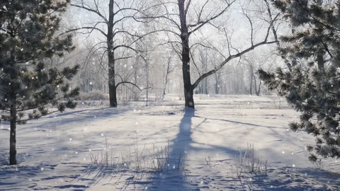 Falling snow in a winter park with snow covered trees, seamless loop Stock Footage 69785782