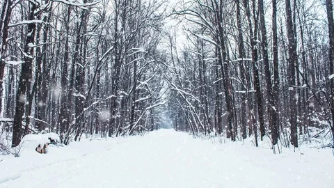 Falling snow in a winter park with snow covered trees, slow motion Stock Footage