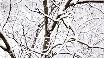 Falling snow in a winter park with snow covered trees. top view. Stock-Footage 85699064