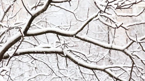 Falling snow in a winter park with snow covered trees. top view. Video stock 85699082