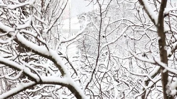 Falling snow in a winter park with snow covered trees. top view. Video stock 85699124