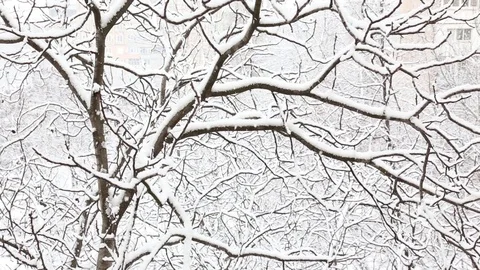Falling snow in a winter park with snow covered trees. top view. Stock Footage 85699131