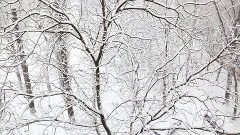 Falling snow in a winter park with snow covered trees. top view. Stock Footage 85699192