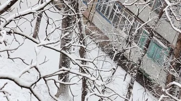 Falling snow in a winter park with snow covered trees. top view. In the backgrou Video stock 85699226