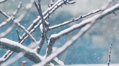 Falling snow in a winter park with snow covered trees, slow motion Stock Footage 86092643