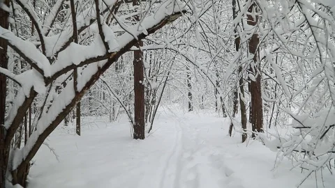 Falling snow in a winter park with snow covered trees. Steadicam shot Видео 98123683