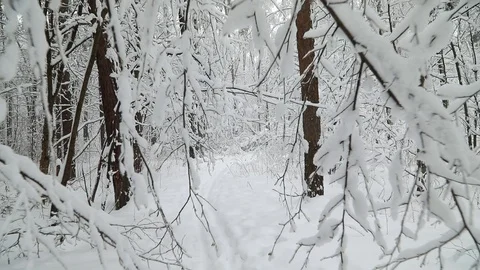 Falling snow in a winter park with snow covered trees. Steadicam shot Видео 98123720