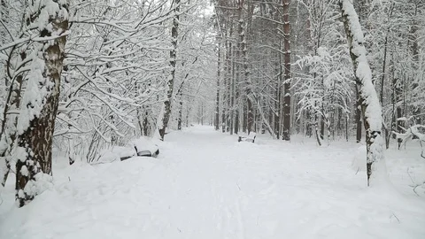 Falling snow in a winter park with snow covered trees. Steadicam shot Видео 98123725