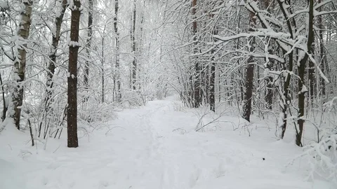 Falling snow in a winter park with snow covered trees. Steadicam shot Stock Footage 98123771