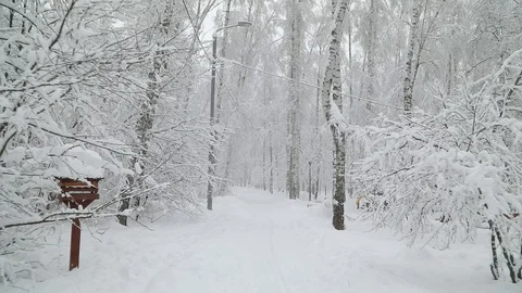 Falling snow in a winter park with snow covered trees. Steadicam shot Видео 98123794