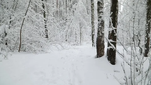 Falling snow in a winter park with snow covered trees. Steadicam shot Видео 98123796