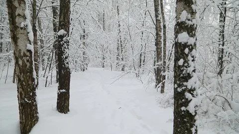 Falling snow in a winter park with snow covered trees. Steadicam shot Видео 98123840