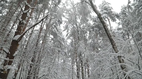 Falling snow in a winter park with snow covered trees. Steadicam shot Видео 98123877