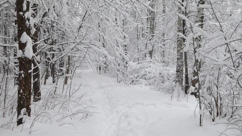 Falling snow in a winter park with snow covered trees. Steadicam shot Stock Footage 98123889