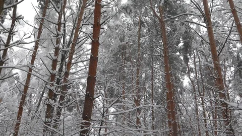 Falling snow in a winter park with snow covered trees. Steadicam shot Видео 98124076