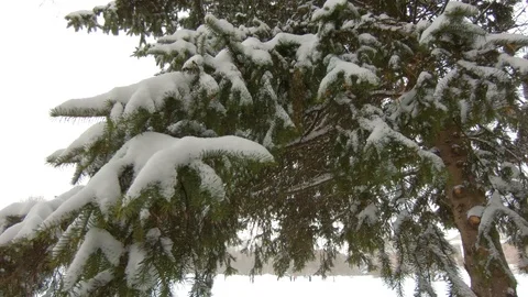 Falling snow in winter park with snow-covered trees Video stock 102340022