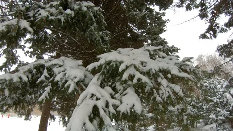 Falling snow in winter park with snow-covered trees Video stock 102340035
