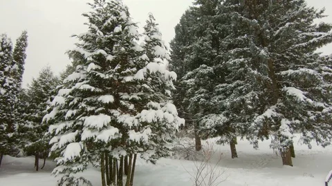 Falling snow in winter park with snow-covered trees Stock-Footage 102340050