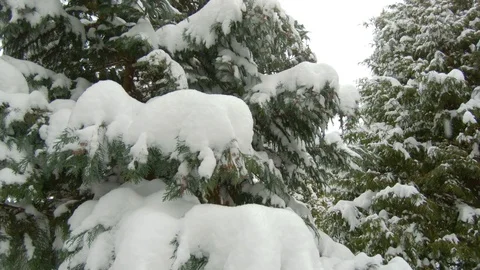 Falling snow in winter park with snow-covered trees Video stock 102340065