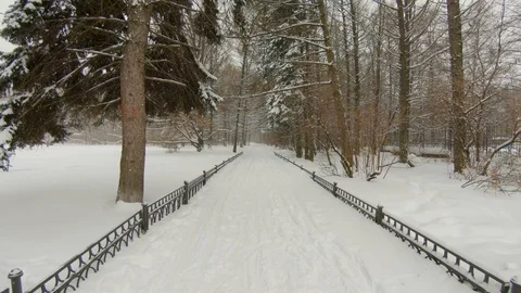 Falling snow in winter park with snow-covered trees Video stock 102340099