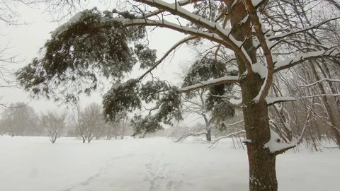 Falling snow in winter park with snow-covered trees Video stock 102340124