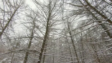 Falling snow in winter park with snow-covered trees Video stock 102340125