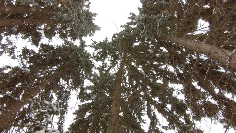 Falling snow in winter park with snow-covered trees Video stock 102340171