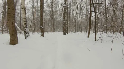Falling snow in winter park with snow-covered trees Stock Footage 102340187