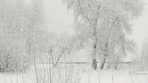 Falling snow in a winter park with snow covered trees . Stock-Footage 102496597