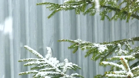 Falling snow in a winter park with snow covered trees on gray background Stock Footage 154114823