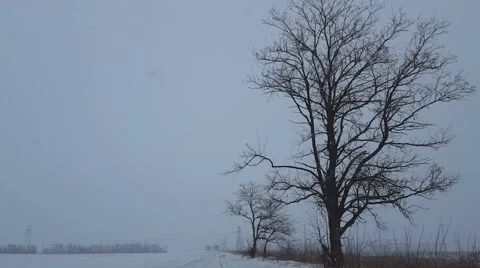 Falling snow on a winter road with snow covered trees. Stock Footage 58873434