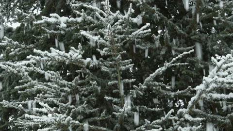 Falling Snow In Winter With Snow Covered Trees 動画素材 147413190