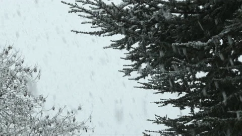 Falling Snow In Winter With Snow Covered Trees background loop Vídeo Stock 147413221